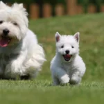 Westie Welpen beim seriösen Züchter finden.