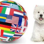 Westie Züchter in aller Welt