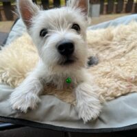 West Highland White Terrier Welpe *26.01.2024 sucht Sofaplatz bei ergebenem Personal, Ahnentafel KFT