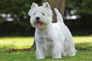 Mehr über den Artikel erfahren Westie Züchter