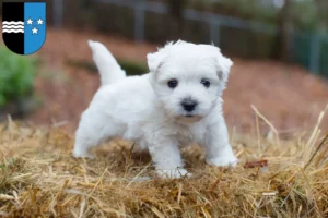 Mehr über den Artikel erfahren Westie Züchter und Welpen in Aargau