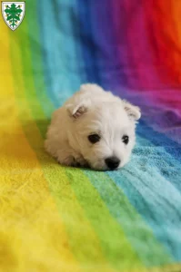 Mehr über den Artikel erfahren Westie Züchter und Welpen in Aichach
