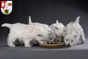 Mehr über den Artikel erfahren Westie Züchter und Welpen in Altenburg
