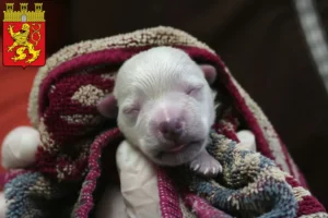 Mehr über den Artikel erfahren Westie Züchter und Welpen in Altenkirchen (Westerwald)