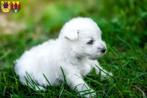 Mehr über den Artikel erfahren Westie Züchter und Welpen in Annaberg-Buchholz