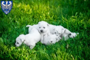 Mehr über den Artikel erfahren Westie Züchter und Welpen in Arnsberg