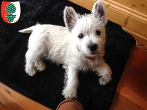 Mehr über den Artikel erfahren Westie Züchter und Welpen in Augsburg