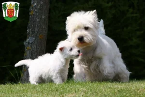 Mehr über den Artikel erfahren Westie Züchter und Welpen in Aurich