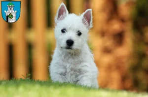 Mehr über den Artikel erfahren Westie Züchter und Welpen in Bad Belzig