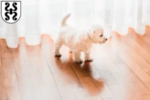 Mehr über den Artikel erfahren Westie Züchter und Welpen in Bad Dürkheim