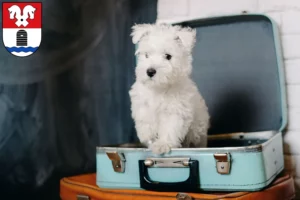 Mehr über den Artikel erfahren Westie Züchter und Welpen in Bad Fallingbostel