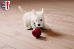 Mehr über den Artikel erfahren Westie Züchter und Welpen in Bad Hersfeld