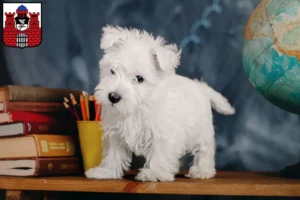 Mehr über den Artikel erfahren Westie Züchter und Welpen in Bad Kissingen