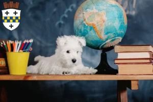 Mehr über den Artikel erfahren Westie Züchter und Welpen in Bad Kreuznach