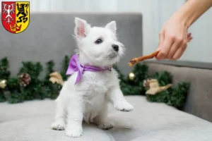 Mehr über den Artikel erfahren Westie Züchter und Welpen in Bad Neuenahr-Ahrweiler