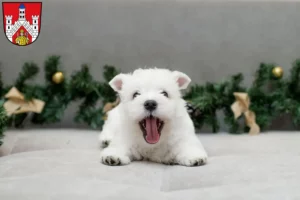 Mehr über den Artikel erfahren Westie Züchter und Welpen in Bad Neustadt an der Saale