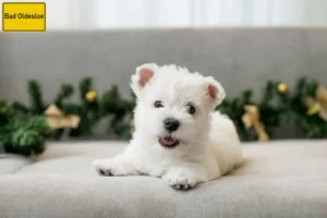 Mehr über den Artikel erfahren Westie Züchter und Welpen in Bad Oldesloe