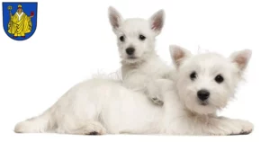 Mehr über den Artikel erfahren Westie Züchter und Welpen in Bad Salzungen