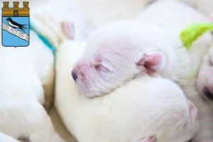 Mehr über den Artikel erfahren Westie Züchter und Welpen in Bad Schwalbach