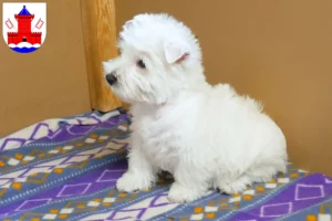 Mehr über den Artikel erfahren Westie Züchter und Welpen in Bad Segeberg