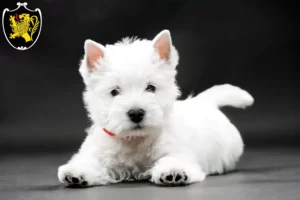 Mehr über den Artikel erfahren Westie Züchter und Welpen in Bad Tölz