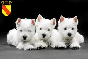 Mehr über den Artikel erfahren Westie Züchter und Welpen in Baden-Baden