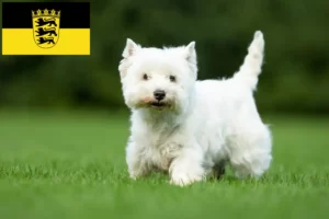 Mehr über den Artikel erfahren Westie Züchter und Welpen in Baden-Württemberg