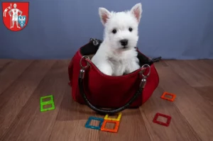 Mehr über den Artikel erfahren Westie Züchter und Welpen in Bamberg