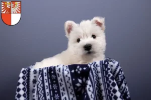 Mehr über den Artikel erfahren Westie Züchter und Welpen in Barnim