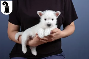 Mehr über den Artikel erfahren Westie Züchter und Welpen in Basel