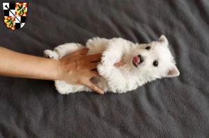 Mehr über den Artikel erfahren Westie Züchter und Welpen in Bayreuth