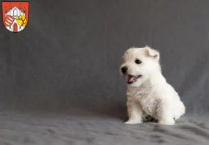 Mehr über den Artikel erfahren Westie Züchter und Welpen in Beeskow