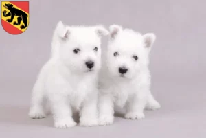 Mehr über den Artikel erfahren Westie Züchter und Welpen in Bern