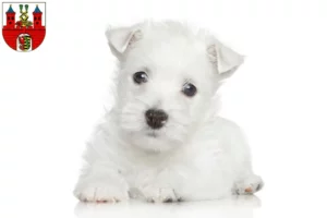 Mehr über den Artikel erfahren Westie Züchter und Welpen in Bernburg (Saale)