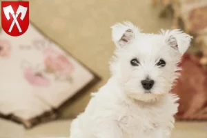 Mehr über den Artikel erfahren Westie Züchter und Welpen in Biel
