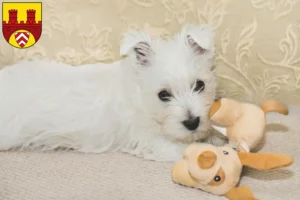 Mehr über den Artikel erfahren Westie Züchter und Welpen in Bielefeld