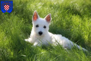 Mehr über den Artikel erfahren Westie Züchter und Welpen in Birkenfeld (Nahe)