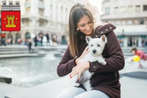 Mehr über den Artikel erfahren Westie Züchter und Welpen in Bitburg