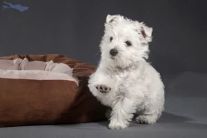Mehr über den Artikel erfahren Westie Züchter und Welpen am Bodensee