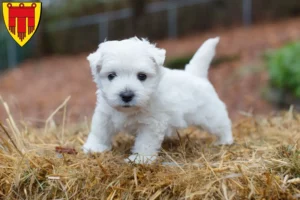 Mehr über den Artikel erfahren Westie Züchter und Welpen in Böblingen