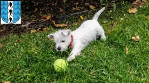 Mehr über den Artikel erfahren Westie Züchter und Welpen in Bregenz