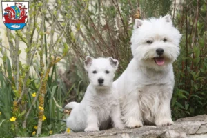 Mehr über den Artikel erfahren Westie Züchter und Welpen in Bremerhaven