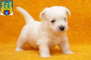Mehr über den Artikel erfahren Westie Züchter und Welpen in Burg (bei Magdeburg)