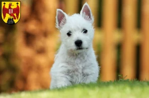 Mehr über den Artikel erfahren Westie Züchter und Welpen im Burgenland