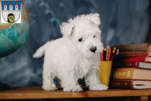 Mehr über den Artikel erfahren Westie Züchter und Welpen in Celle