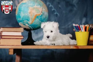 Mehr über den Artikel erfahren Westie Züchter und Welpen in Cham (Oberpfalz)