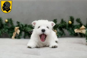 Mehr über den Artikel erfahren Westie Züchter und Welpen in Coburg
