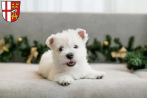 Mehr über den Artikel erfahren Westie Züchter und Welpen in Cochem