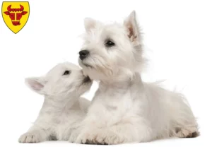 Mehr über den Artikel erfahren Westie Züchter und Welpen in Coesfeld
