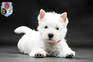Mehr über den Artikel erfahren Westie Züchter und Welpen in Dachau